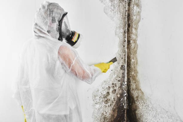 Best Mold Testing  in Brigham City, UT