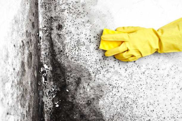 Best Black Mold Removal  in Brigham City, UT