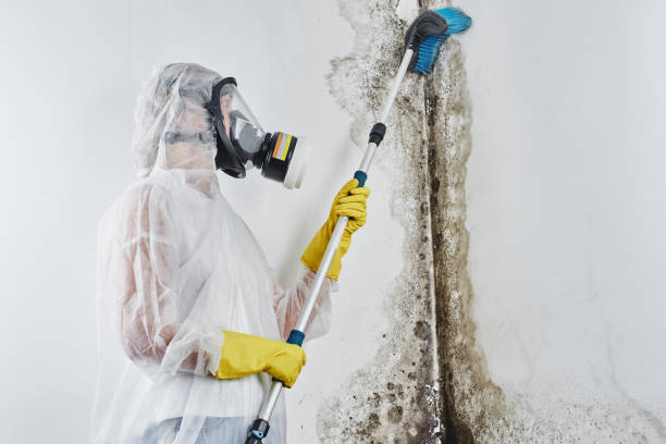 Best Attic Mold Removal  in Brigham City, UT