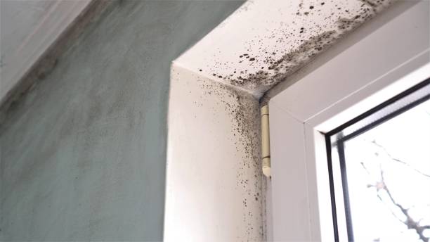 Best Residential Mold Removal  in Brigham City, UT