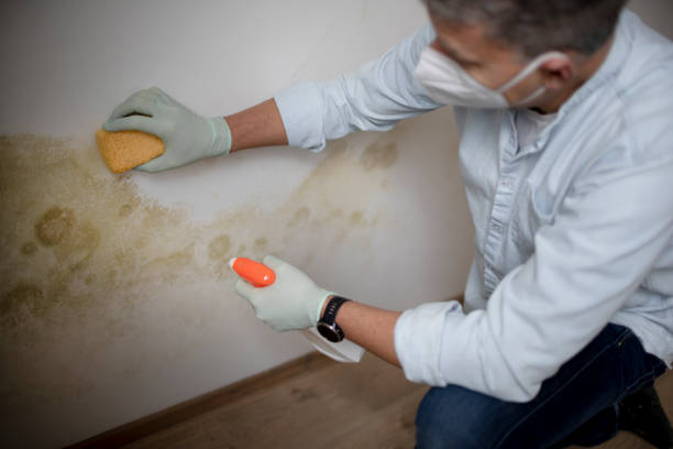Best Fast Mold Removal  in Brigham City, UT