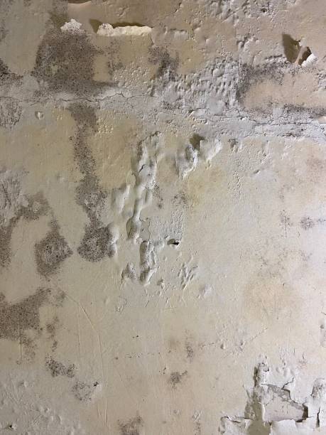 Best Certified Mold Removal  in Brigham City, UT