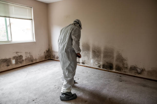 Certified Mold Removal in Brigham City, UT