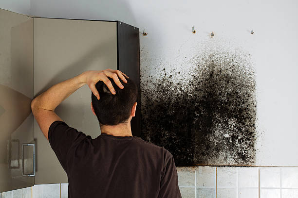 Professional Mold Removal in Brigham City, UT