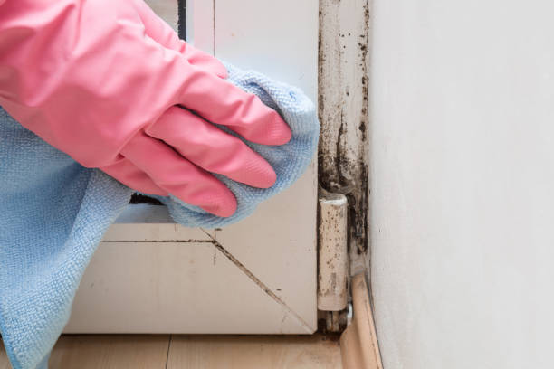 Best Mold Testing  in Brigham City, UT