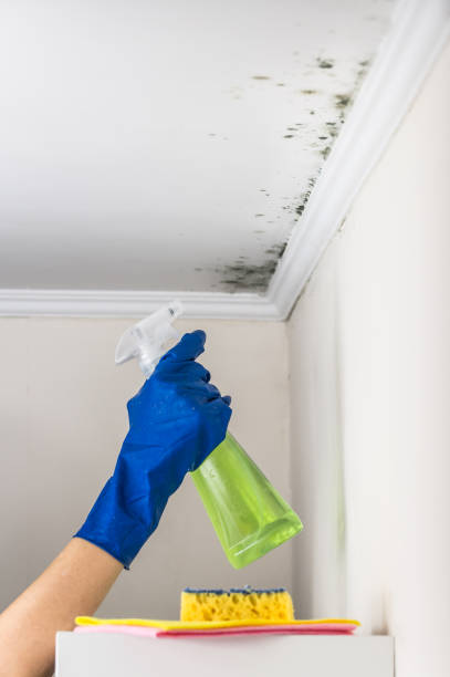 Best Mold Removal Company Near Me  in Brigham City, UT