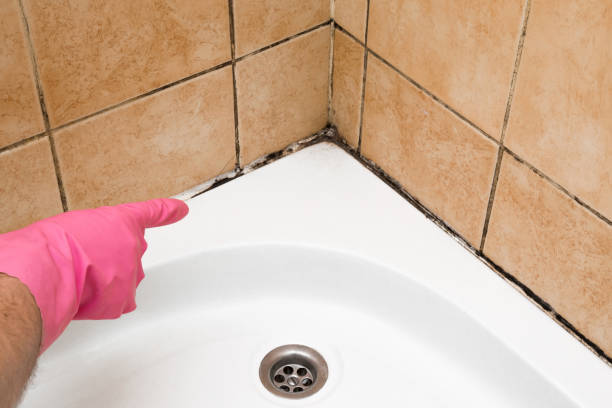 Best Professional Mold Removal  in Brigham City, UT