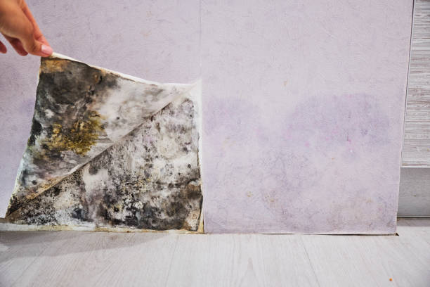 Best Mold Testing  in Brigham City, UT